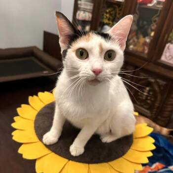 Daisy -  Domestic Short Hair Cat for Adoption in Nacogdoches, Texas - Daisy | PetCurious