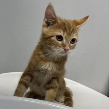Tommy Shelby -  Domestic Short Hair Cat for Adoption in Baltimore, Maryland - Tommy Shelby | PetCurious