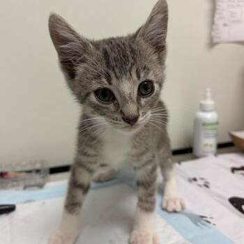 Amon -  Domestic Short Hair Cat for Adoption in Nashville, Tennessee - Amon | PetCurious