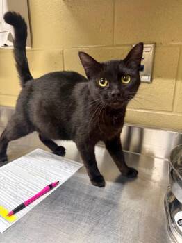 Lexa -  Domestic Short Hair Cat Available for Adoption in Douglasville, Georgia - Lexa | PetCurious