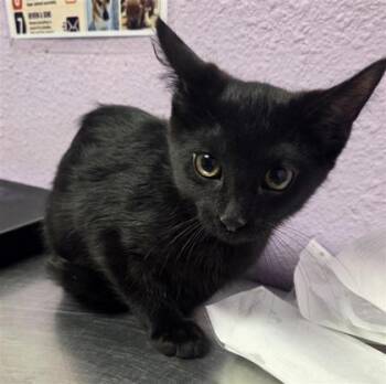 Wanda -  Domestic Short Hair Cat for Adoption in El Paso, Texas - Wanda | PetCurious