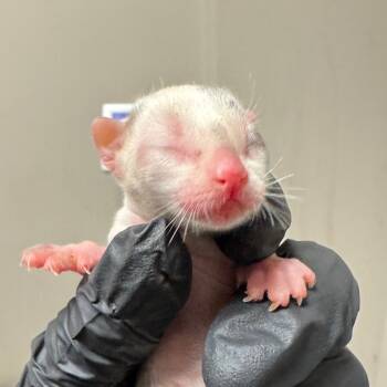 Rescue Domestic Short Hair Cats for Adoption in Yuma, Arizona - Luna | PetCurious