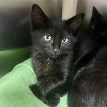 Quarter -  Domestic Short Hair Cat for Adoption in Walnut Creek, California - Quarter | PetCurious