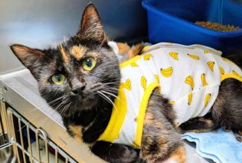 Verona -  Domestic Short Hair Cat Available for Adoption in Ellijay, Georgia - Verona | PetCurious