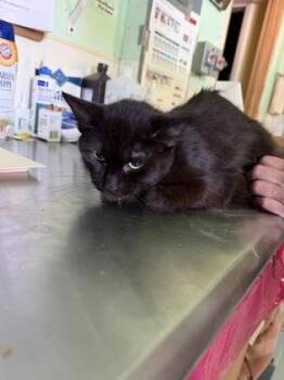 Blossom -  Bombay and American Shorthair Cat for Adoption in Bedford, Indiana - Blossom | PetCurious