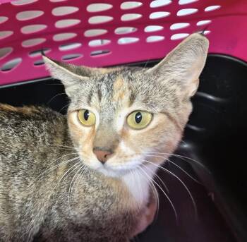 Opalina -  Domestic Short Hair Cat for Adoption in Bolivar, Missouri - Opalina | PetCurious