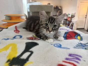 Mimi -  Domestic Medium Hair Cat for Adoption in Gilroy, California - Mimi | PetCurious
