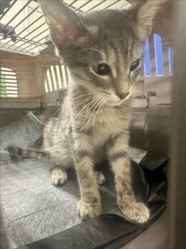 GOOGLEY MOOGLEY -  Domestic Short Hair Cat for Adoption in Derwood, Maryland - GOOGLEY MOOGLEY | PetCurious
