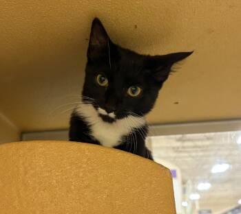 Muffin R (playful and sweet brother to Waffle) -  Domestic Short Hair Cat for Adoption in Stowe, Pennsylvania - Muffin R (playful And Sweet Brother To Waffle) | PetCurious