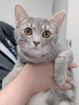 Domestic Short Hair Cats Available for Adoption in Canfield, Ohio - HAM | PetCurious