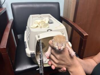 Domestic Short Hair Cats Available for Adoption in Ocala, Florida - PUMPKIN | PetCurious