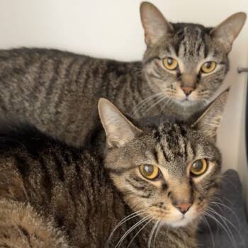 Rescue Domestic Short Hair Cats for Adoption in Matteson, Illinois - Kenpachi | PetCurious