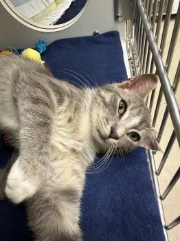 Jango (Fremont) -  Domestic Short Hair Cat for Adoption in Johnson City, Tennessee - Jango (Fremont) | PetCurious