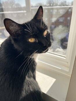 Petunia -  Domestic Short Hair Cat for Adoption in West Chester, Pennsylvania - Petunia | PetCurious