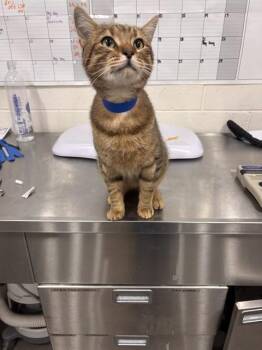 CONGO -  Domestic Short Hair Cat for Adoption - CONGO | PetCurious