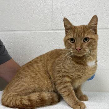 SVAS-Stray-39539 -  Domestic Short Hair Cat for Adoption in Lyndhurst, Virginia - SVAS-Stray-39539 | PetCurious
