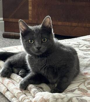 Gorgy -  Domestic Short Hair Cat for Adoption in Millcreek, Utah - Gorgy | PetCurious