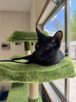 Domestic Short Hair Cats Available for Adoption in Salem, New Hampshire - Jackson | PetCurious