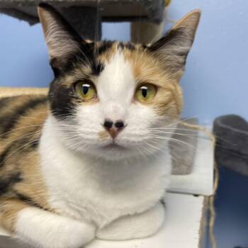 Ember -  Domestic Short Hair Cat for Adoption in Choteau, Montana - Ember | PetCurious