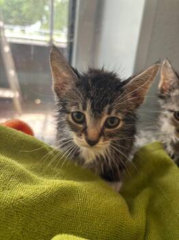 Battenberg -  Abyssinian Cat for Adoption in Mustang, Oklahoma - Battenberg | PetCurious