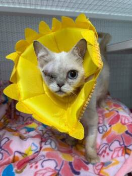 Persian Cats Available for Adoption in Diamond Springs, California - Lyla | PetCurious