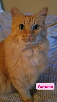 Autumn -  Domestic Long Hair Cat for Adoption in Crown Point, Indiana - Autumn | PetCurious