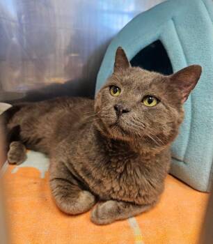 Stray cat found in Medfield -  Domestic Short Hair Cat for Adoption in Medfield, Massachusetts - Stray Cat Found In Medfield | PetCurious