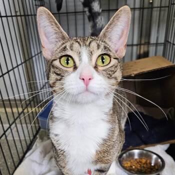 Domestic Short Hair Cats Available for Adoption in Oneonta, New York - Stella | PetCurious