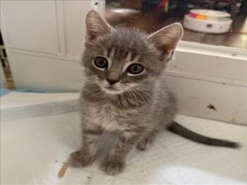 *VERNON -  Domestic Short Hair Cat for Adoption in Woodland, California - *VERNON | PetCurious
