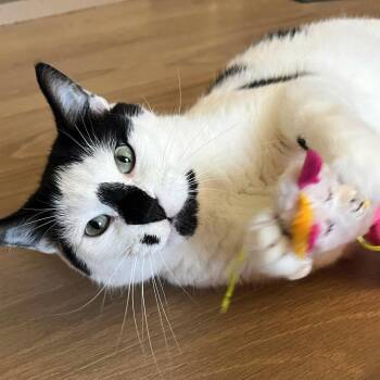 Oreo -  Tuxedo Cat for Adoption in Chicago, Illinois - Oreo | PetCurious