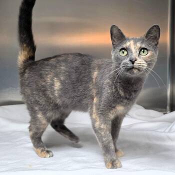 Chanel -  Domestic Short Hair Cat for Adoption in Michigan City, Indiana - Chanel | PetCurious
