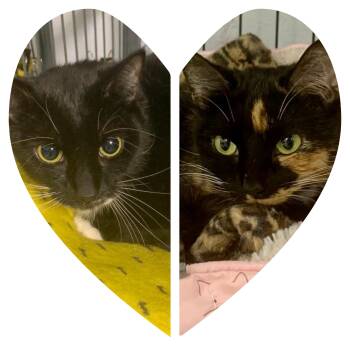 Nora and Stephie -  Domestic Short Hair Cat for Adoption - Nora And Stephie | PetCurious