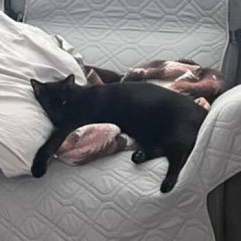 Onyx -  Domestic Short Hair Cat for Adoption in Granville, Ohio - Onyx | PetCurious