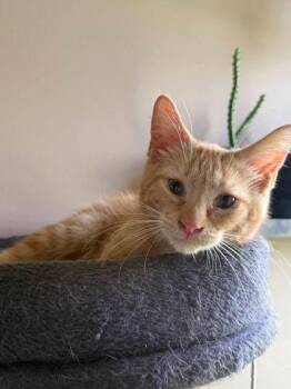 Mario -  Domestic Short Hair Cat for Adoption in Berwick, Pennsylvania - Mario | PetCurious