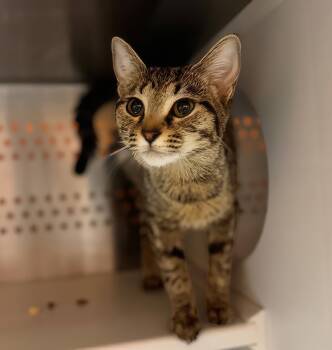 September -  Domestic Short Hair Cat for Adoption in Nashville, Tennessee - September | PetCurious