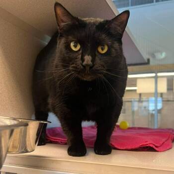 Mazakine -  Domestic Short Hair Cat for Adoption in Cedar Rapids, Iowa - Mazakine | PetCurious
