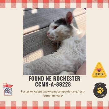 Rescue Domestic Short Hair Cats for Adoption in Rochester, Minnesota - FOUND - NE Rochester | PetCurious