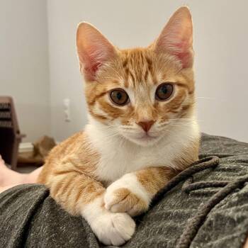 Rescue Domestic Short Hair Cats for Adoption in San Carlos, California - Wednesday | PetCurious