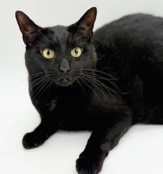 Bombay Cats Available for Adoption in Bedford Hills, New York - Bear Is The ULTIMATE THERAPY Snugglebug!  Licorice Lover!  VIDEO | PetCurious