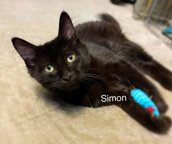 Simon -  Domestic Long Hair Cat for Adoption in St. George, Utah - Simon | PetCurious