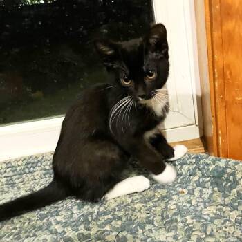 Rescue Tuxedo and Domestic Short Hair Cats for Adoption in Lombard, Illinois - Primo | PetCurious