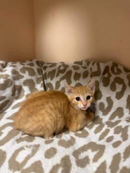 Penny -  Domestic Short Hair Cat for Adoption in Freeport, New York - Penny | PetCurious