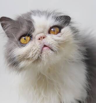 Grandpa Googly is our EPIC lover - he is a hot mess but purrfect -  Persian Cat for Adoption in Bedford Hills, New York - Grandpa Googly Is Our EPIC Lover - He Is A Hot Mess But Purrfect | PetCurious