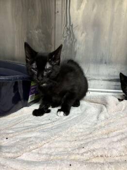 Muffin -  Domestic Short Hair Cat for Adoption in Marietta, Georgia - Muffin | PetCurious