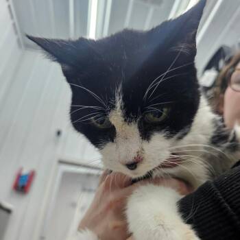 Domestic Short Hair Cats Available for Adoption - Old Man | PetCurious