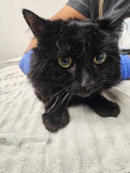 Kevin -  Domestic Medium Hair Cat for Adoption in Sacramento, California - Kevin | PetCurious