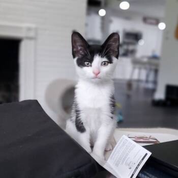 Rescue Domestic Short Hair Cats for Adoption in Newport News, Virginia - Rose | PetCurious