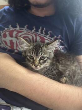 Rainbow -  Domestic Short Hair Cat for Adoption in West Chester, Pennsylvania - Rainbow | PetCurious