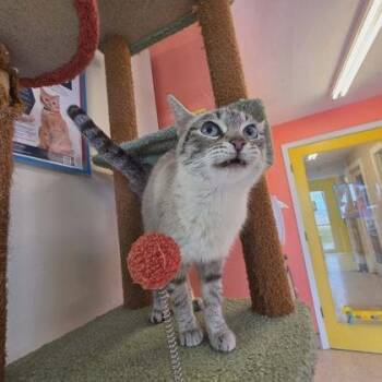 Frisk -  Domestic Short Hair Cat for Adoption in Scottsbluff, Nebraska - Frisk | PetCurious