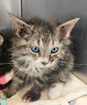 Turkey Foot 4(Swamp Rooster) -  Domestic Medium Hair Cat for Adoption in Mocksville, North Carolina - Turkey Foot 4(Swamp Rooster) | PetCurious